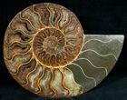 Split Ammonite Fossil (Half) #6886-1